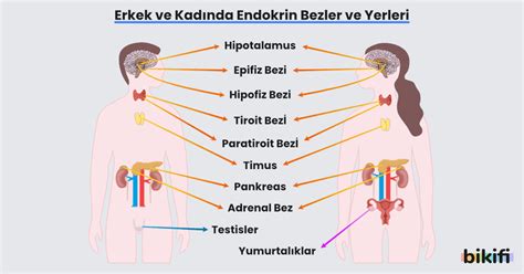 Hipertansiyonlu endokrin sistem